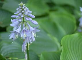 Bohyška 'Devon Green' - Hosta tardiana 'Devon Green'