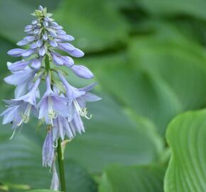 Bohyška 'Devon Green' - Hosta tardiana 'Devon Green'