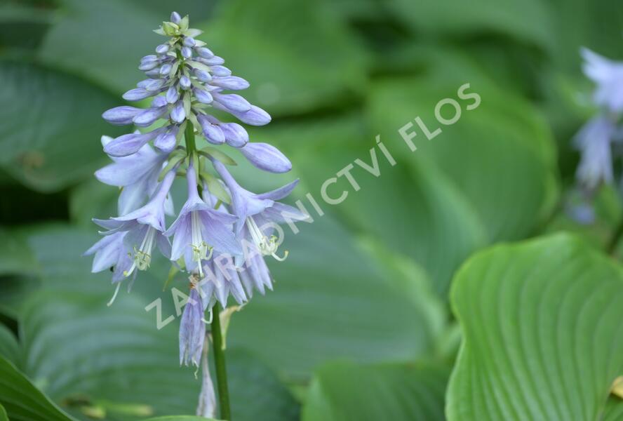 Bohyška 'Devon Green' - Hosta tardiana 'Devon Green'