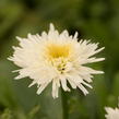 Kopretina velkokvětá 'Fiona Coghill' - Leucanthemum x superbum 'Fiona Coghill'