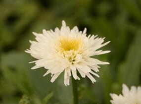 Kopretina velkokvětá 'Fiona Coghill' - Leucanthemum x superbum 'Fiona Coghill'