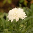 Kopretina velkokvětá 'Fiona Coghill' - Leucanthemum x superbum 'Fiona Coghill'
