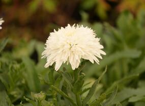 Kopretina velkokvětá 'Fiona Coghill' - Leucanthemum x superbum 'Fiona Coghill'
