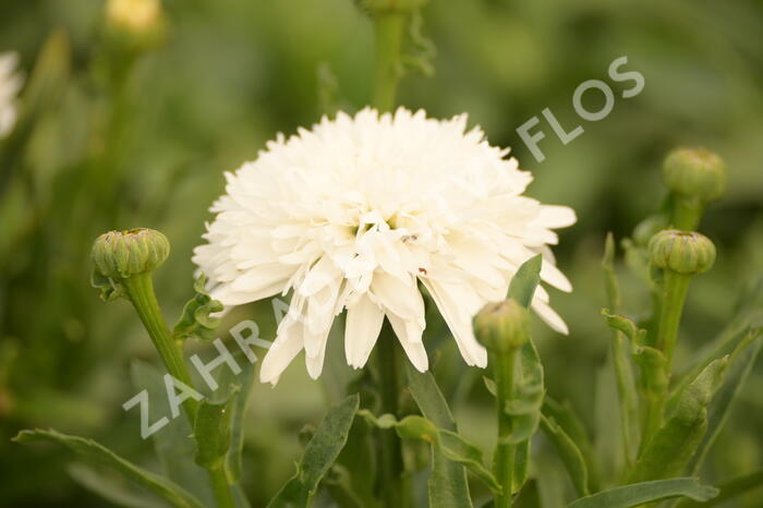 Kopretina velkokvětá 'Fiona Coghill' - Leucanthemum x superbum 'Fiona Coghill'