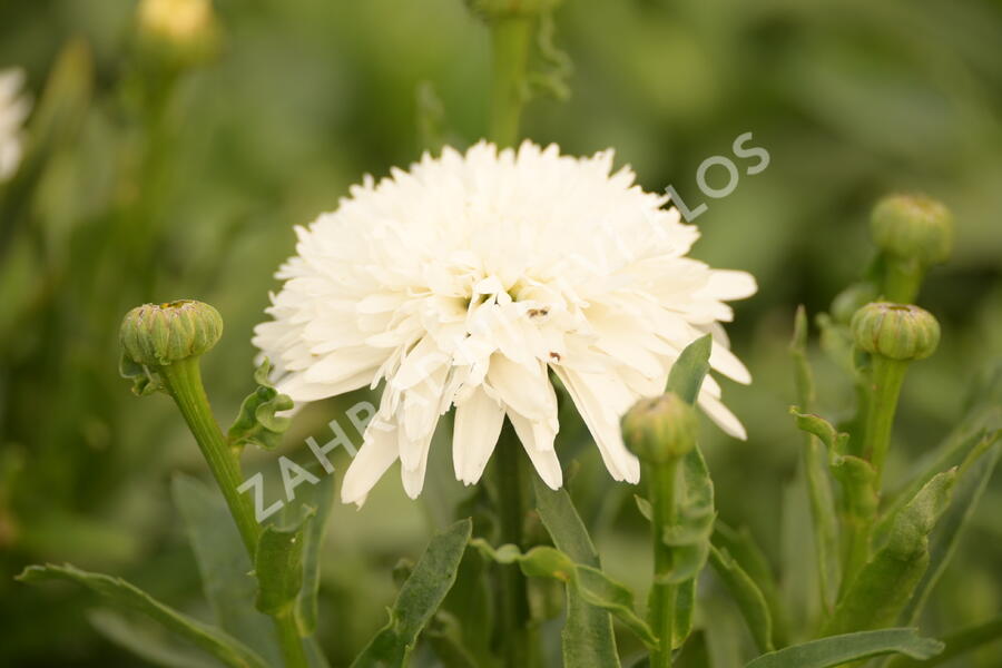 Kopretina velkokvětá 'Fiona Coghill' - Leucanthemum x superbum 'Fiona Coghill'