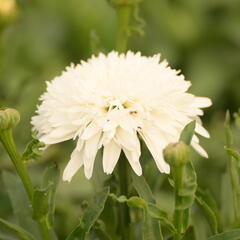 Kopretina velkokvětá 'Fiona Coghill' - Leucanthemum x superbum 'Fiona Coghill'