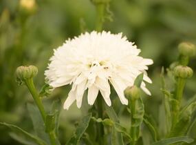 Kopretina velkokvětá 'Fiona Coghill' - Leucanthemum x superbum 'Fiona Coghill'
