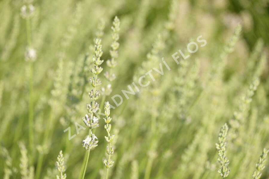 Levandule prostřední 'Edelweiss' - Lavandula intermedia 'Edelweiss'