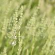 Levandule prostřední 'Edelweiss' - Lavandula intermedia 'Edelweiss'