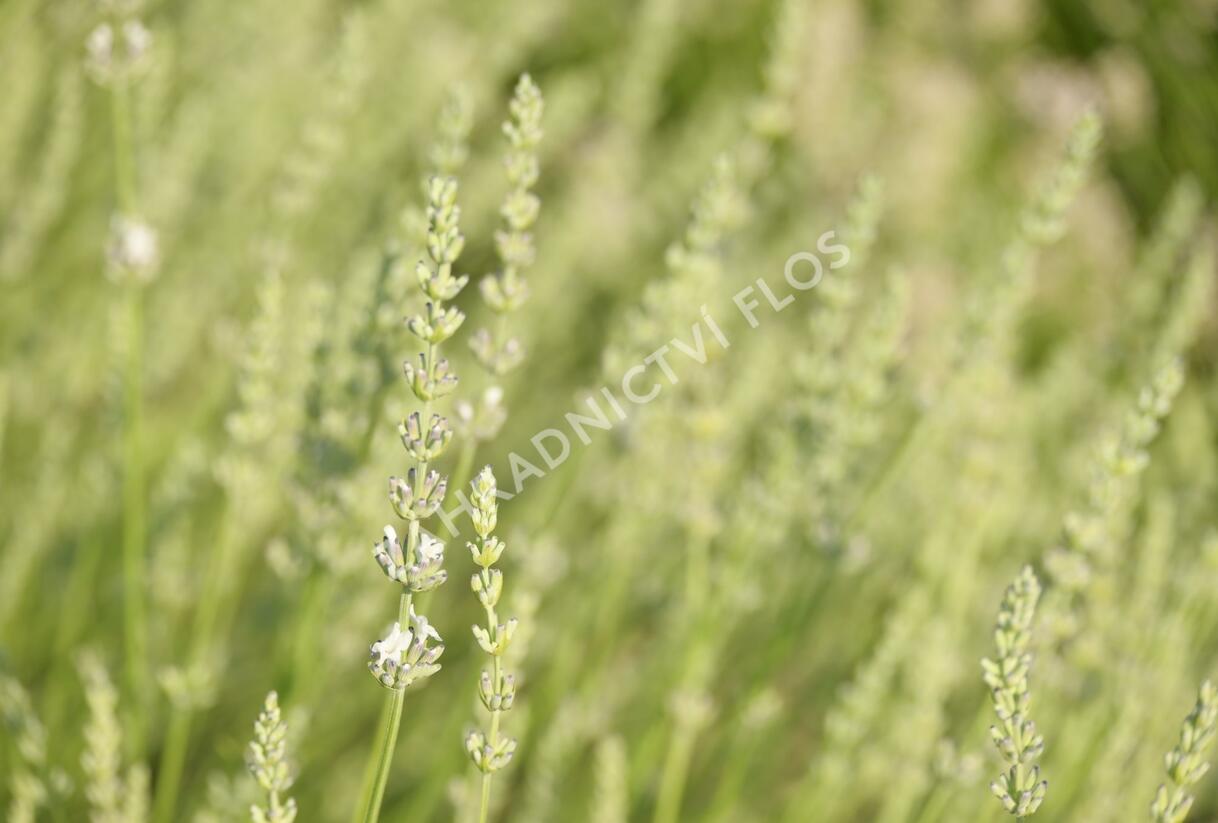 Levandule prostřední 'Edelweiss' - Lavandula intermedia 'Edelweiss'