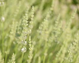 Levandule prostřední 'Edelweiss'