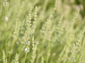 Levandule prostřední 'Edelweiss' - Lavandula intermedia 'Edelweiss'