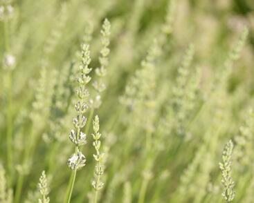 Levandule prostřední 'Edelweiss'