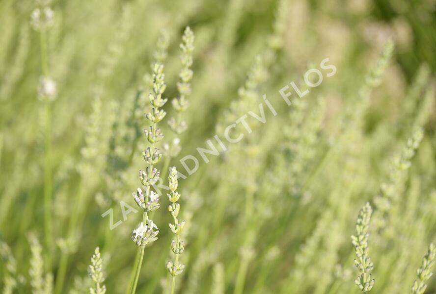 Levandule prostřední 'Edelweiss' - Lavandula intermedia 'Edelweiss'