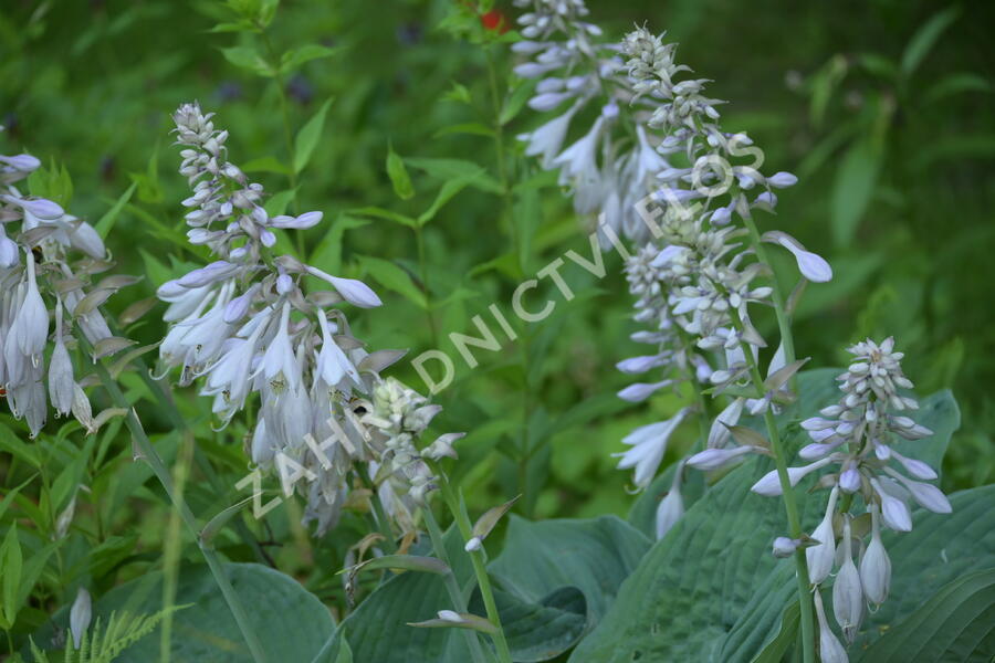 Bohyška - Hosta sieboldiana