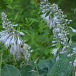 Bohyška - Hosta sieboldiana