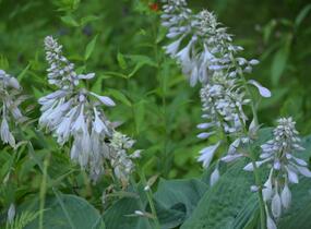 Bohyška - Hosta sieboldiana