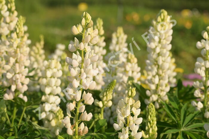 Lupina mnoholistá 'Lupini White' - Lupinus polyphyllus 'Lupini White'