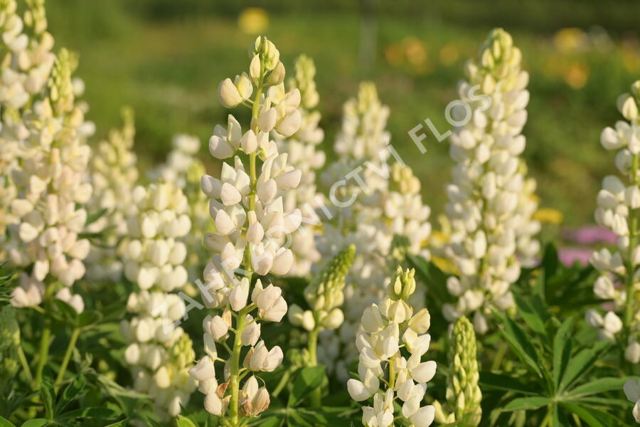 Lupina mnoholistá 'Lupini White' - Lupinus polyphyllus 'Lupini White'