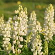 Lupina mnoholistá 'Lupini White' - Lupinus polyphyllus 'Lupini White'