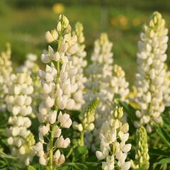 Lupina mnoholistá 'Lupini White' - Lupinus polyphyllus 'Lupini White'