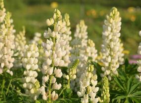 Lupina mnoholistá 'Lupini White' - Lupinus polyphyllus 'Lupini White'