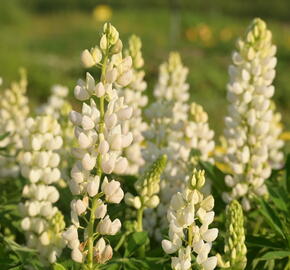 Lupina mnoholistá 'Lupini White' - Lupinus polyphyllus 'Lupini White'