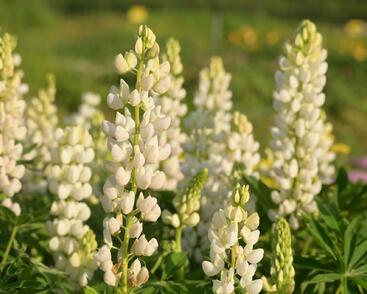 Lupina mnoholistá 'Lupini White'