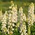 lupina-mnoholista-lupini-white.jpg