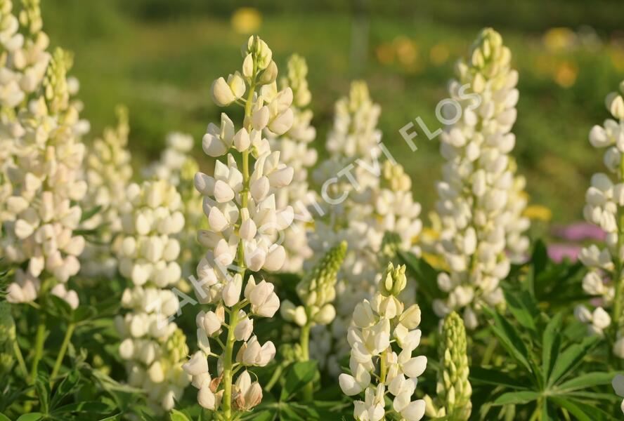 Lupina mnoholistá 'Lupini White' - Lupinus polyphyllus 'Lupini White'