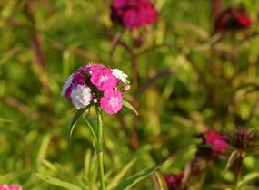 Hvozdík vousatý 'Dash Mix' - Dianthus barbatus 'Dash Mix'