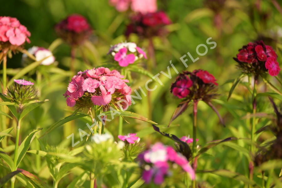 Hvozdík vousatý 'Dash Mix' - Dianthus barbatus 'Dash Mix'