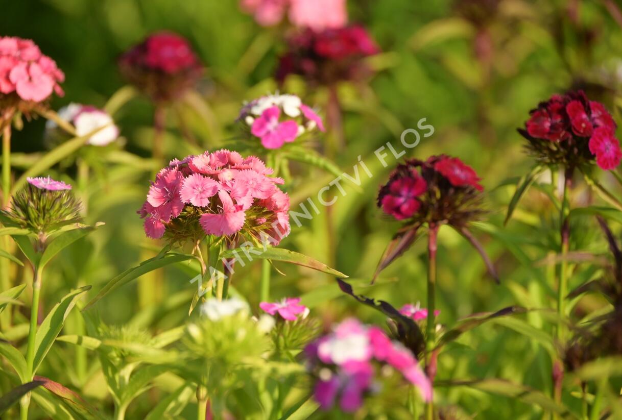 Hvozdík vousatý 'Dash Mix' - Dianthus barbatus 'Dash Mix'