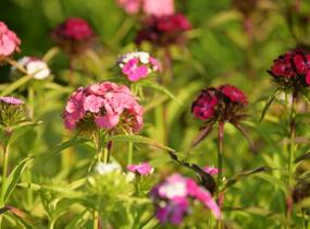 Hvozdík vousatý 'Dash Mix' - Dianthus barbatus 'Dash Mix'