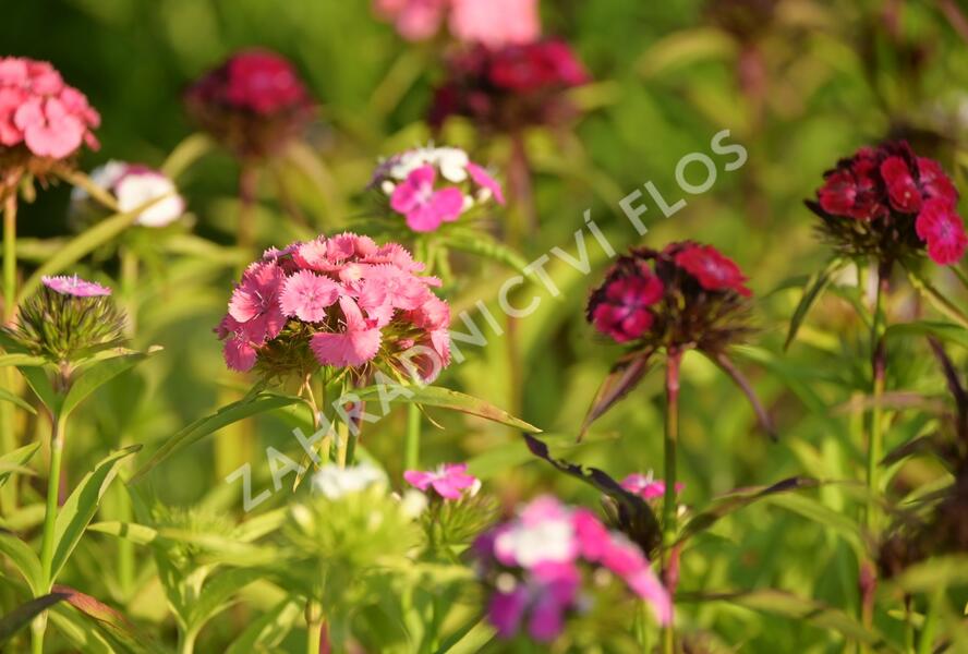 Hvozdík vousatý 'Dash Mix' - Dianthus barbatus 'Dash Mix'