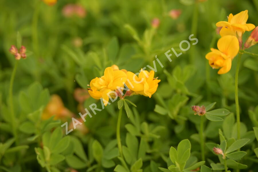 Štírovník růžkatý 'Pleniflorus' - Lotus corniculatus 'Pleniflorus'