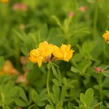 Štírovník růžkatý 'Pleniflorus' - Lotus corniculatus 'Pleniflorus'