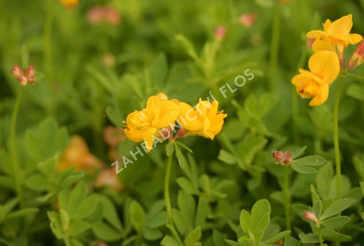 Štírovník růžkatý 'Pleniflorus' - Lotus corniculatus 'Pleniflorus'