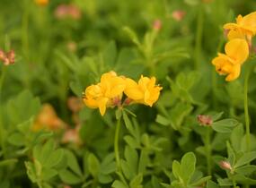 Štírovník růžkatý 'Pleniflorus' - Lotus corniculatus 'Pleniflorus'