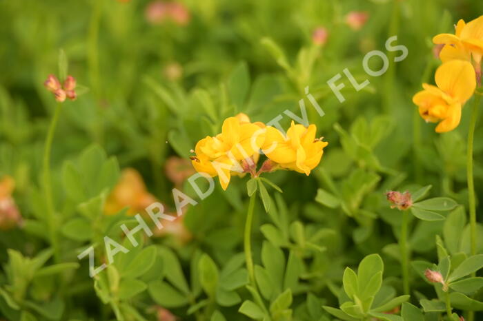 Štírovník růžkatý 'Pleniflorus' - Lotus corniculatus 'Pleniflorus'