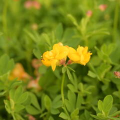 Štírovník růžkatý 'Pleniflorus' - Lotus corniculatus 'Pleniflorus'