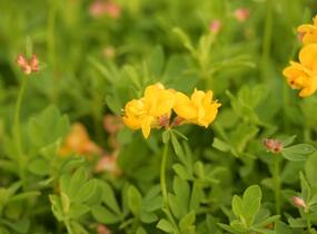 Štírovník růžkatý 'Pleniflorus' - Lotus corniculatus 'Pleniflorus'