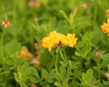 Štírovník růžkatý 'Pleniflorus'