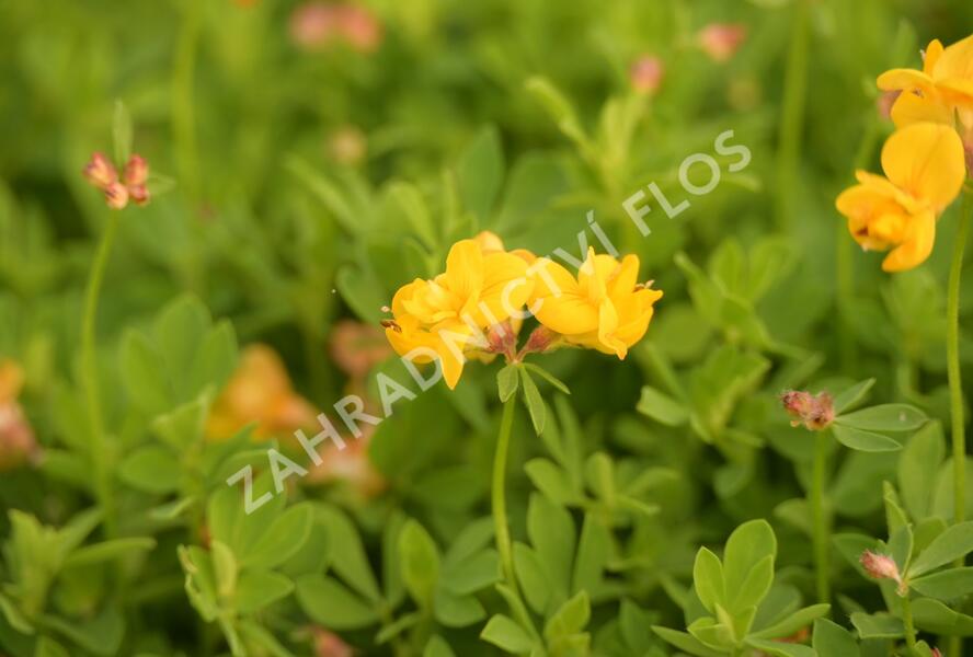 Štírovník růžkatý 'Pleniflorus' - Lotus corniculatus 'Pleniflorus'