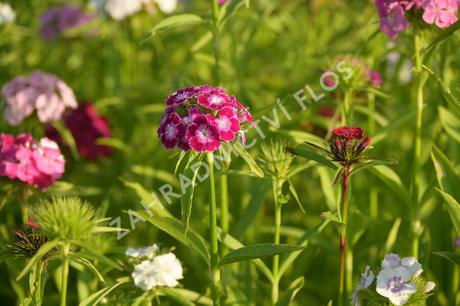 Hvozdík vousatý 'Bodestolz Mix' - Dianthus barbatus 'Bodestolz Mix'