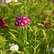 Hvozdík vousatý 'Bodestolz Mix' - Dianthus barbatus 'Bodestolz Mix'