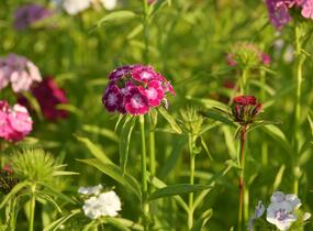 Hvozdík vousatý 'Bodestolz Mix' - Dianthus barbatus 'Bodestolz Mix'