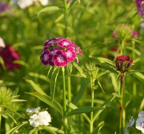 Hvozdík vousatý 'Bodestolz Mix' - Dianthus barbatus 'Bodestolz Mix'