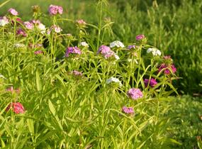 Hvozdík vousatý 'Bodestolz Mix' - Dianthus barbatus 'Bodestolz Mix'