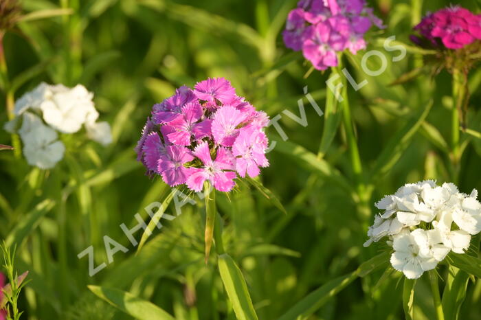 Hvozdík vousatý 'Bodestolz Mix' - Dianthus barbatus 'Bodestolz Mix'